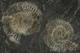 Fossil Ammonite (Dactylioceras) Cluster - Posidonia Shale, Germany #304975-1